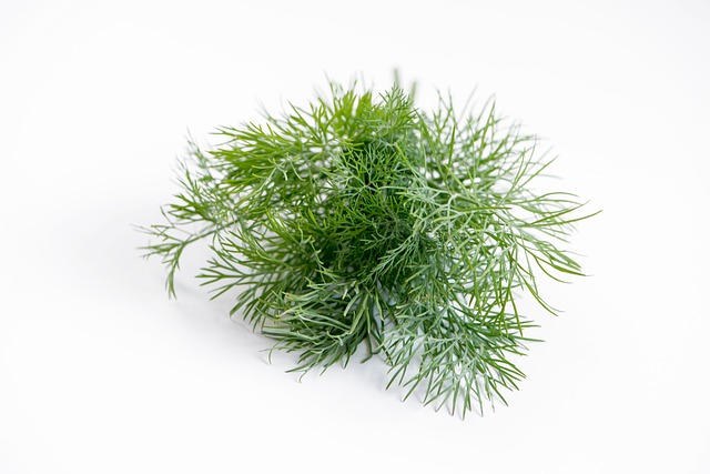 Dill Seed Herbal Water - 50mls Dill Seed Herbal Water - 50mls