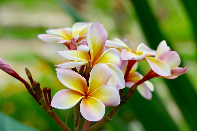 Frangipani Fragrance - 10mls Frangipani Fragrance - 10mls
