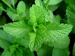 Spearmint Flavoured Oil - 10mls  Spearmint Flavoured Oil - 10mls